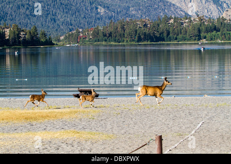 Ein Kalifornien Mule Deer Doe und ihre Kälber zu Fuß entlang der Badestrand am June Lake in June Lake California Stockfoto