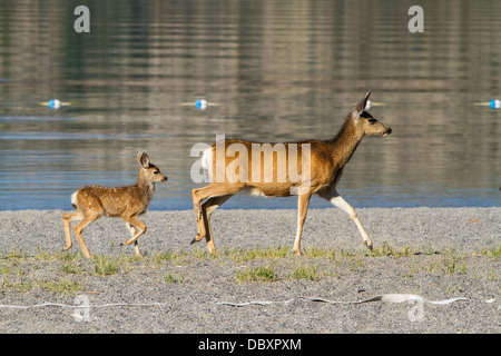 Ein Kalifornien Mule Deer Doe und ihre Kälber zu Fuß entlang der Badestrand am June Lake in June Lake California Stockfoto