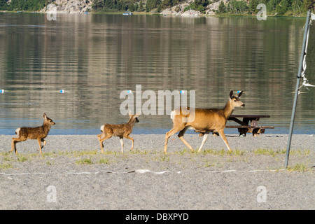 Ein Kalifornien Mule Deer Doe und ihre Kälber zu Fuß entlang der Badestrand am June Lake in June Lake California Stockfoto