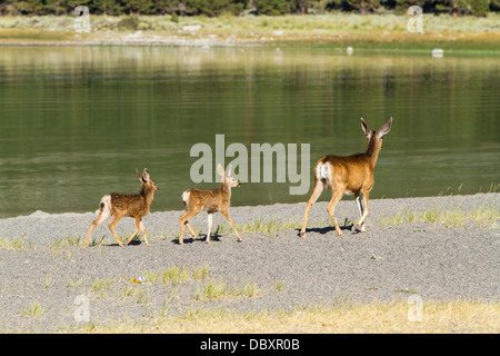 Ein Kalifornien Mule Deer Doe und ihre Kälber zu Fuß entlang der Badestrand am June Lake in June Lake California Stockfoto