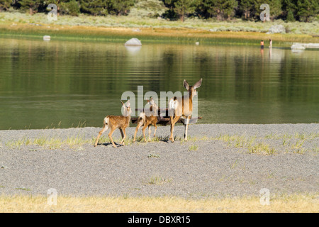 Ein Kalifornien Mule Deer Doe und ihre Kälber zu Fuß entlang der Badestrand am June Lake in June Lake California Stockfoto