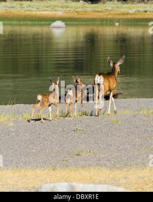 Ein Kalifornien Mule Deer Doe und ihre Kälber zu Fuß entlang der Badestrand am June Lake in June Lake California Stockfoto