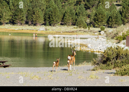 Ein Kalifornien Mule Deer Doe und ihre Kälber zu Fuß entlang der Badestrand am June Lake in June Lake California Stockfoto