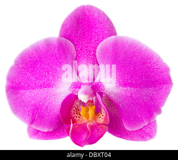 rosa Blume Orchidee auf weißem Hintergrund Stockfoto