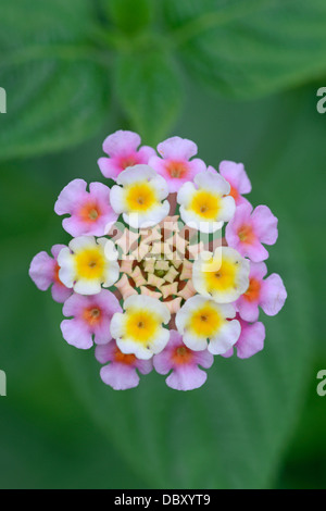 Spanische Flagge: Lantana camara Stockfoto