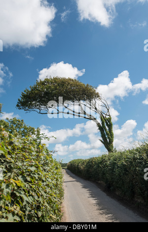 Windgepeitschten Baum, Slapton, Devon, England Stockfoto