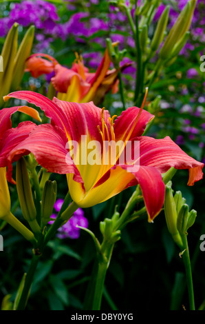 Rote und gelbe Taglilien - Hemerocallis - im Sommergarten in leuchtenden Farben. Stockfoto