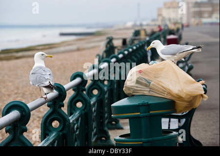 Möwen picken an Abfallsack auf Abfallbehälter am Meer in Brighton East Sussex England UK Stockfoto