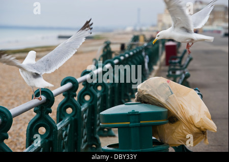 Möwen picken an Abfallsack auf Abfallbehälter am Meer in Brighton East Sussex England UK Stockfoto