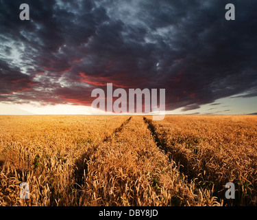Schönes Bild von Weizen Feld Sonnenuntergang Sommerlandschaft unter Gewitterhimmel Stockfoto