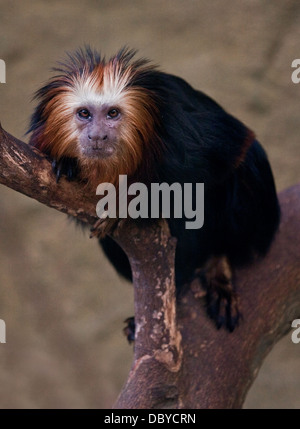 Unter der Leitung von Golden Lion Tamarin (Leontopithecus Chrysomelas) Stockfoto