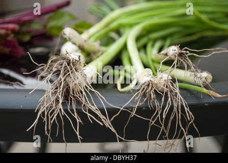 Frühlingszwiebeln Stockfoto