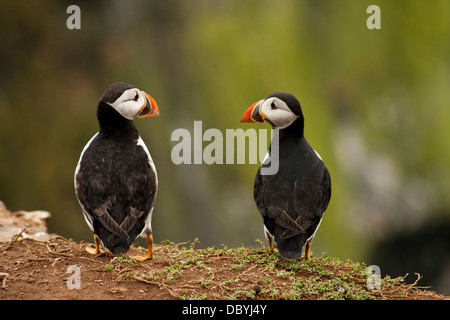 Liebe Papageientaucher Stockfoto