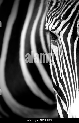 Monochromatisches Bild der einem das Gesicht von einem Grevy-Zebra Stockfoto