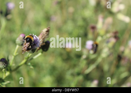 Bienen sammeln Pollen aus einer Wildblume Stockfoto