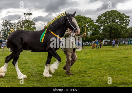 Schweren Pferd im Show-ring Stockfoto