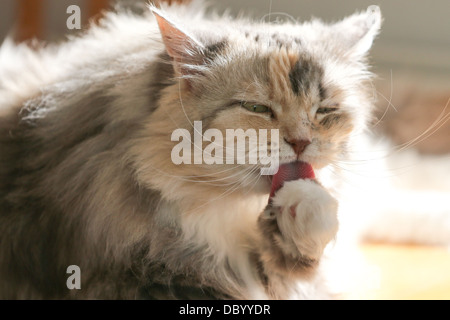 Kreuz Brot reinrassige Perser Ragdoll erwachsenen Katze sitzt auf einem Tisch Pflege Stockfoto