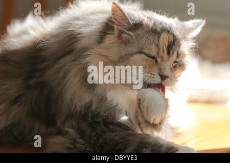 ÜBERQUEREN SIE BROT GEZÜCHTETE PERSER RAGDOLL ERWACHSENE KATZE SITZT AUF EINEM TISCH PFLEGE Stockfoto