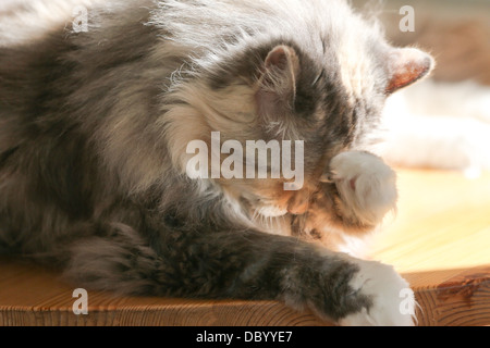 ÜBERQUEREN SIE BROT GEZÜCHTETE PERSER RAGDOLL ERWACHSENE KATZE SITZT AUF EINEM TISCH PFLEGE Stockfoto