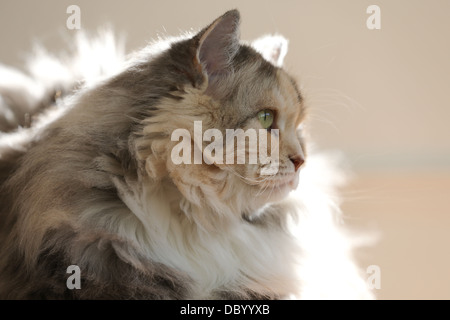 ÜBERQUEREN SIE BROT GEZÜCHTETE PERSER RAGDOLL ERWACHSENE KATZE SITZT AUF EINEM TISCH PFLEGE Stockfoto