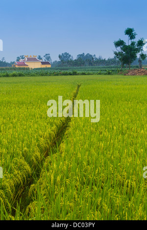 Reisfelder außerhalb Kim Bong Dorf in der Nähe von Hoi an, Vietnam, Asien. Stockfoto