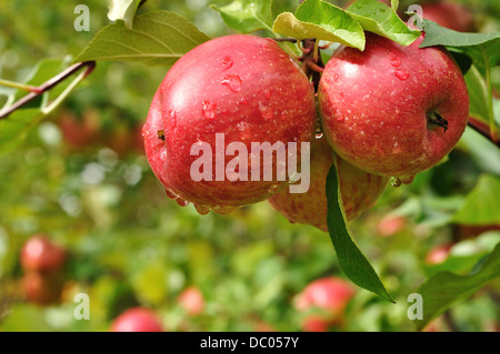 Rote Äpfel wachsen auf einem Apfelbaum in einem Obstgarten Stockfoto