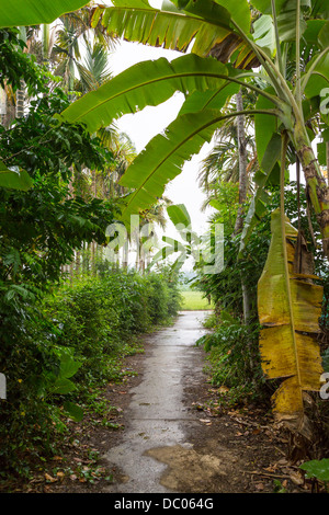 Eine Bananenplantage an Kim Bong Dorf in der Nähe von Hoi an, Vietnam, Asien. Stockfoto