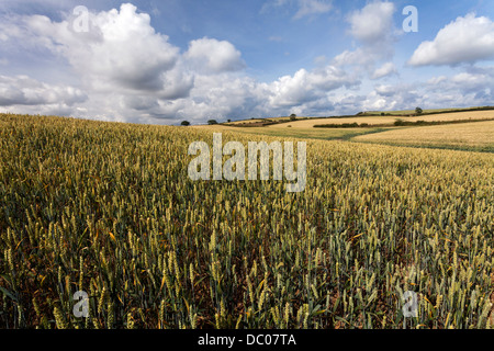 Weizenfeld im Juli mit blauem Himmel und weißen Wolken. Entnommen aus der Cleveland-Weg-Wanderweg in der Nähe von Scarborough, North Yorkshire Stockfoto