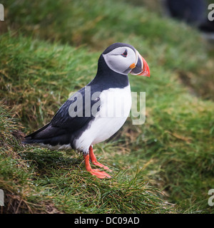 Papageitaucher (Fratercula Arctica), Island Stockfoto