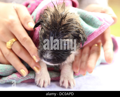 Puppy Hund nach dem Bad mit Hand und einem Pfirsich Handtuch Stockfoto