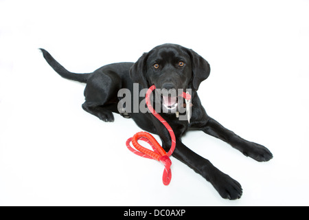 Schwarze Labrador Hund mit Blei auf weißem Hintergrund Stockfoto