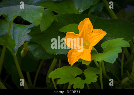 Gelbe Blume auf Kürbis-Rebe Stockfoto