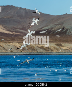 Basstölpel Tauchen für Lebensmittel, Kolgrafarfjordur Fjord, Island. Stockfoto