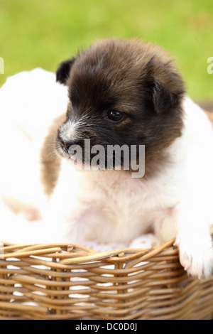 kleine Welpen Hund ruht in Korb Stockfoto