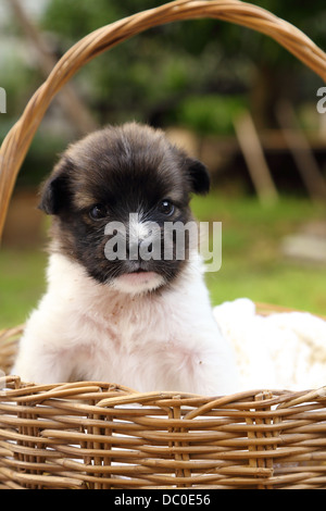 kleine Welpen Hund ruht in Korb Stockfoto