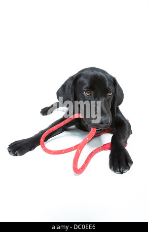 Schwarzer Labrador Hund mit Leine Stockfoto