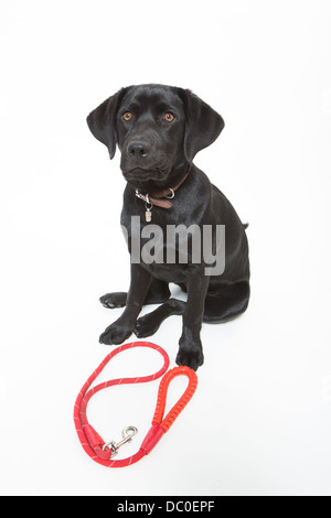 Schwarzer Labrador Hund mit Leine Stockfoto