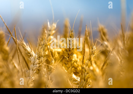 Ähren Reifen auf eine Sommerbrise in der englischen Landschaft. Stockfoto