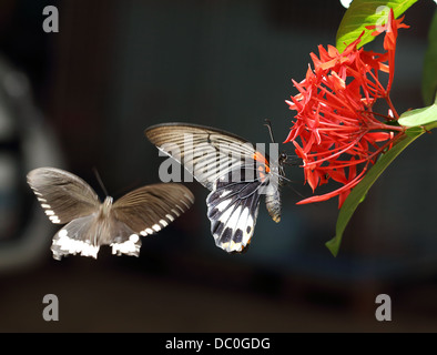 Nahaufnahme von Post großer Mormone Schmetterling hocken auf roten Ixora Blume Stockfoto