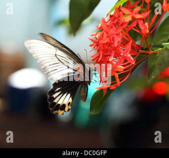 Nahaufnahme von Post großer Mormone Schmetterling hocken auf roten Ixora Blume Stockfoto
