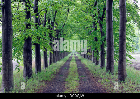 Flandern-Belgien-Europa Allee Landstraße im Regen und Nebel Stockfoto