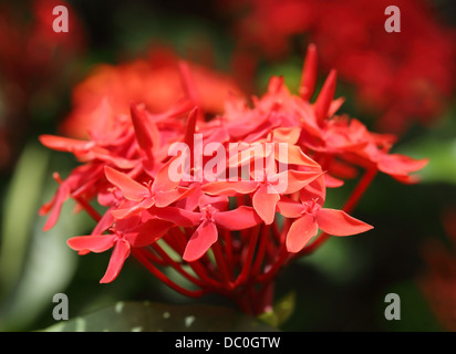 Dschungel Geranie (Ixora Coccinea). Close-up. Rote Farbe Stockfoto