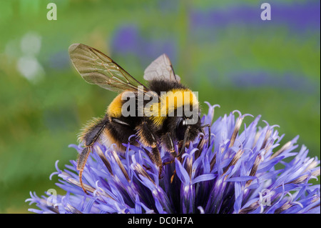 Hummel auf einer Echinops Blume. Stockfoto