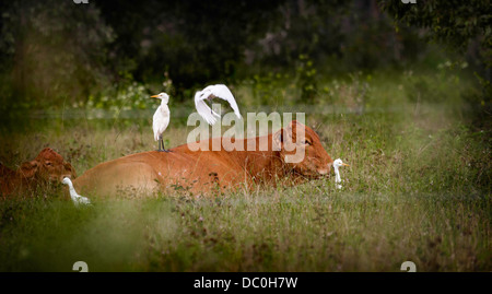 Kuh liegend in einem Feld mit Egret Vögel auf den Rücken, Queensland, Australien. Stockfoto