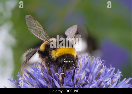 Hummel auf einer Echinops Blume. Stockfoto