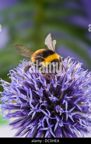 Hummel auf einer Echinops Blume. Stockfoto