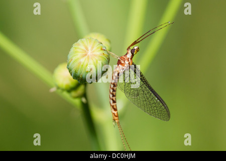 Eintagsfliege auf grünem Hintergrund Stockfoto