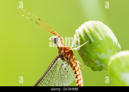 Eintagsfliege auf grünem Hintergrund Stockfoto
