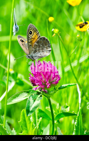 Schöne Blume Hintergrund mit exotischen Schmetterlingen in Retezat-Gebirge Stockfoto