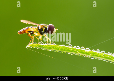 Hoverfly in Tau auf grünem Hintergrund Stockfoto